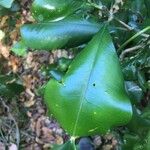 Phyllarthron megapterum Yaprak