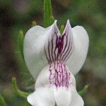 Misopates calycinum Λουλούδι