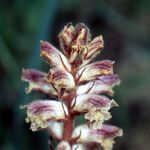 Orobanche fuliginosa Flower