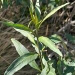 Cestrum parqui Feuille