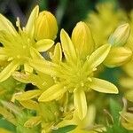 Petrosedum rupestre Flower