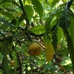 Leuenbergeria bleo Fruto