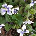 Viola rostrata Flower