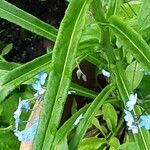 Hackelia floribunda 葉