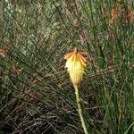 Kniphofia linearifolia Flower