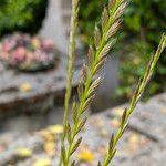 Lolium multiflorum Fruit