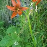 Lilium carniolicum Bloem