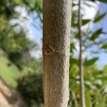 Clitoria fairchildiana Bark