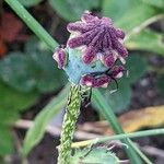 Papaver setiferum Frucht