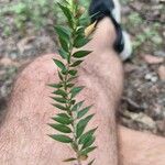 Melaleuca styphelioides Blatt