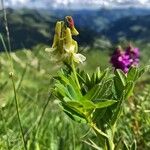 Astragalus frigidus 花
