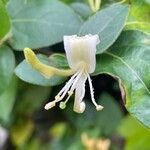 Lonicera japonica 花