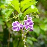 Duranta erectaFlower