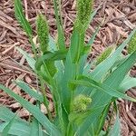 Setaria italica Habitus