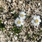 Achillea barrelieri Kvet