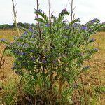 Echium vulgare Hábito