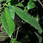 Psychotria viridis Blatt