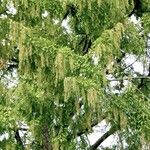 Metasequoia glyptostroboides Blomst
