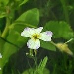 Malcolmia maritima പുഷ്പം