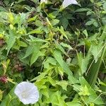 Calystegia silvatica 花