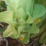 Curcuma longaFlower