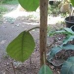 Ficus callosa Bark