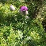Cirsium eriophorum Çiçek