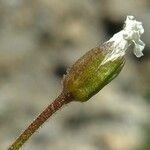 Cerastium cerastoides Квітка
