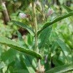 Penstemon pallidus Кара