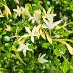 Turraea mombassana Λουλούδι