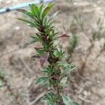 Amaranthus blitoides Leaf