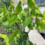 Euphorbia lathyris Leaf