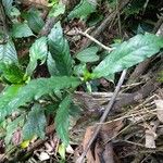 Justicia refractifolia Hábito