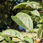 Malus toringo Blatt