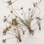 Cyperus flavescens Vekstform