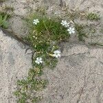 Cerastium julicum 花