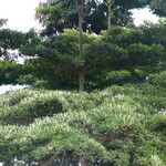 Terminalia ivorensis Yeri