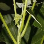 Gyrocarpus jatrophifolius