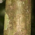 Oxandra asbeckii Corteza