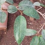 Chrysophyllum cainito Hoja