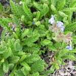 Polemonium elegans Habit