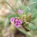 Boerhavia diffusa Fiore