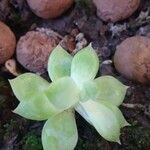 Graptopetalum macdougallii Leaf