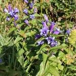 Gentiana asclepiadea花