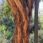 Leptospermum laevigatum Bark