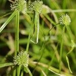 Cyperus hortensis Fruit