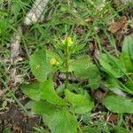 Ranunculus abortivus Flor