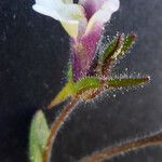 Chaenorhinum rubrifolium 花