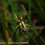 Carex microglochin Övriga