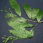 Cestrum fragile Otro